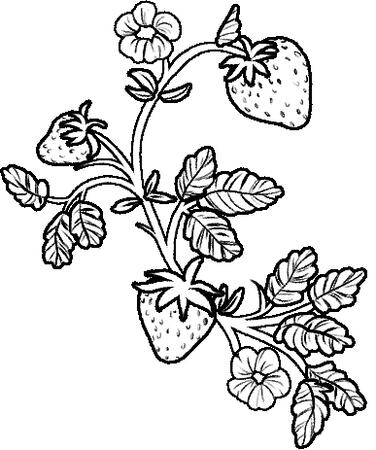 Tattoo Design